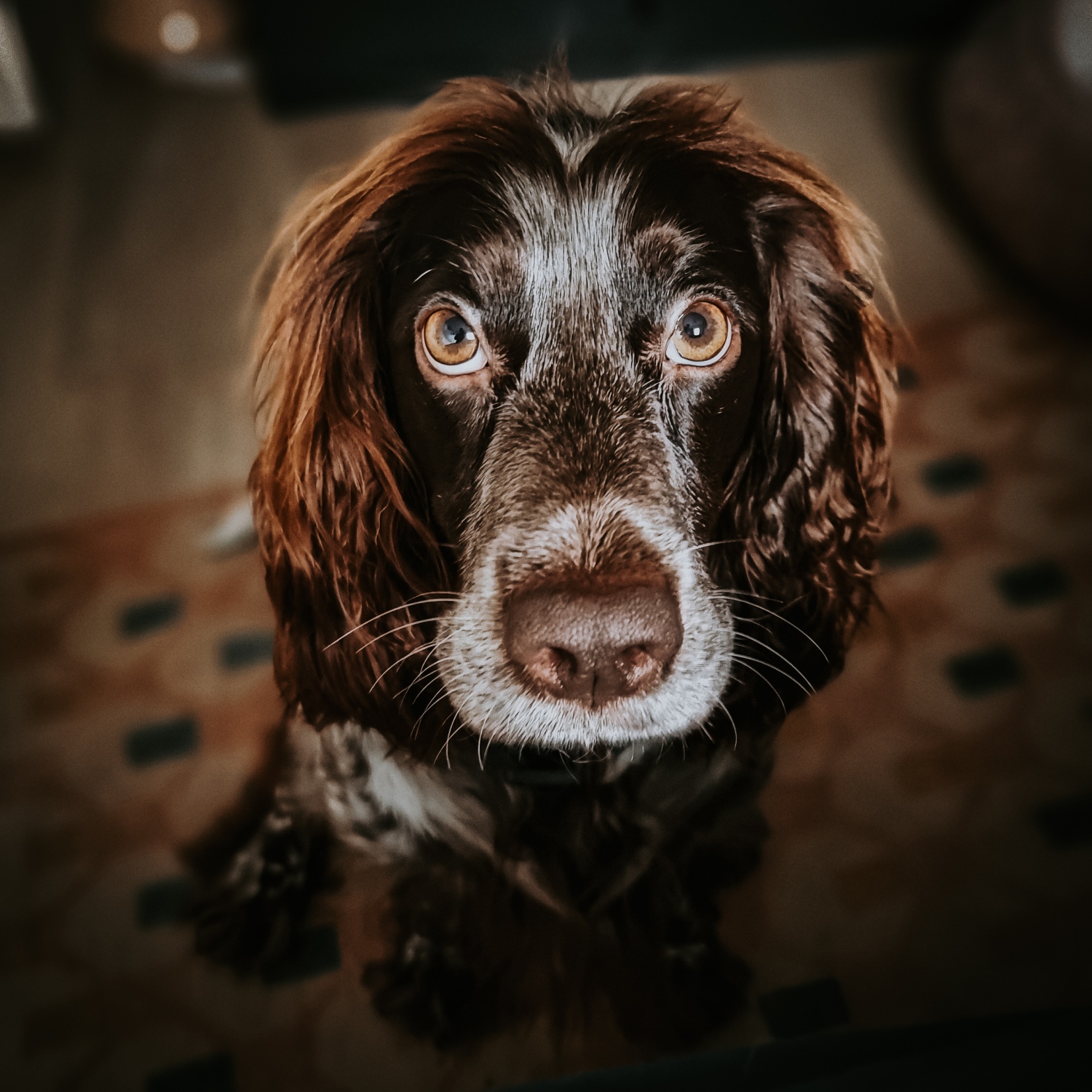 Why structure matters for working spaniels